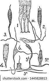 Tentacles, vintage engraved illustration drawing.