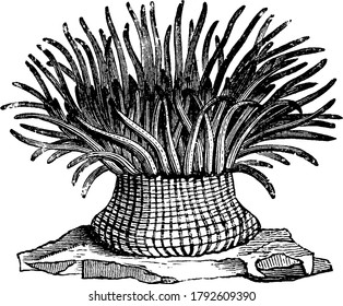 its tentacles, which are disposed in regular circles, and tinged with a variety of bright lively colors, very nearly resembles the beautiful petals of some of the most elegantly fringed and radiated