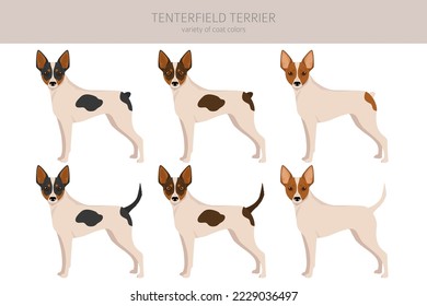 Tenterfield Terrier Clipart. Alle Farben des Mantels.  Alle Hunde rassen Merkmale Infografik. Vektorgrafik