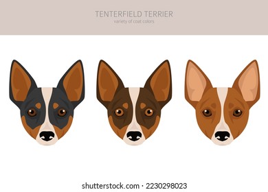 what can i do to relieve itching in my tenterfield terrier