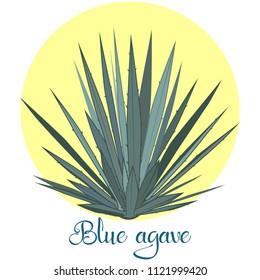 Tequila Agave Plant Or Blue Agave. Vector Illustration Isolated On White Background.