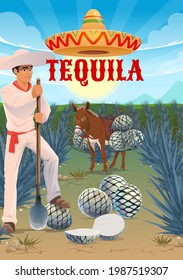 Tequila agave plantation worker, mule or donkey with pinas hearts. Jimador harvester on field, man in sombrero hat cutting agave leaves with coa tool. Tequila production, agave growing and harvesting