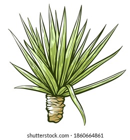 Tequila or blue agave hand drawn sketch. Mexican plant. Succulent. Ingredient for alcoholic destilled beverages, drinks. Vector tequila agave illustration isolated on white background.