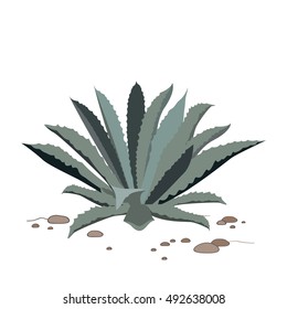 Tequila blue agave on dry sand. Realistic vector illustration for label, poster, or web.