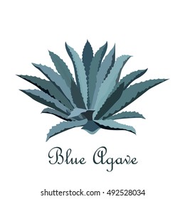 Tequila blue agave. Realistic vector illustration for label, poster, or web.