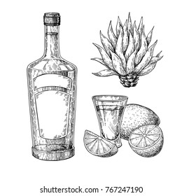 Tequila bottle, blue agave and shot glass with lime. Mexican alcohol drink vector drawing. Sketch of shot glass cocktail with citrus fruit slice Engraved illustration for label, bar or restaurant menu