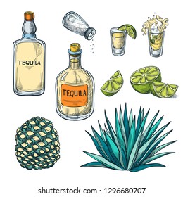 Tequila bottle, shot glass and agave root ingredients, vector color sketch illustration. Mexican alcohol drinks menu design elements.