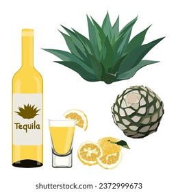 Tequila production by Agave. Glass bottle, shot with lime, Distilled alcohol, blue agave Plant. vector illustration.