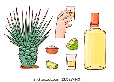 Tequila set with a bottle of Mexican alcohol from agave cacti and a glass in hand, slices of lime and salt. Isolated tequila alcohol drink set of vector illustrations on a white background.