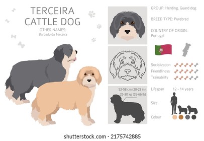 Terceira Cattle Dog Clipart. Different Poses, Coat Colors Set.  Vector Illustration