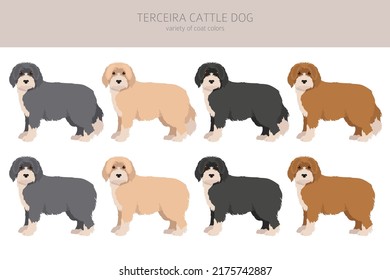 Terceira Cattle Dog Clipart. Different Poses, Coat Colors Set.  Vector Illustration