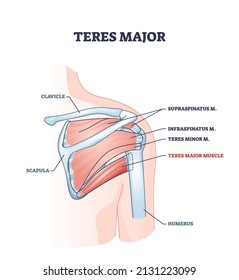 Teres major muscle mit anatomischen oder medizinischen Schulterknochen Rahmendiagramm. Bezeichnetes Bildungsprogramm mit menschlichen, inneren Skeletttiteln Vektorgrafik. Biologischer Körperteil mit Muskelgewebe