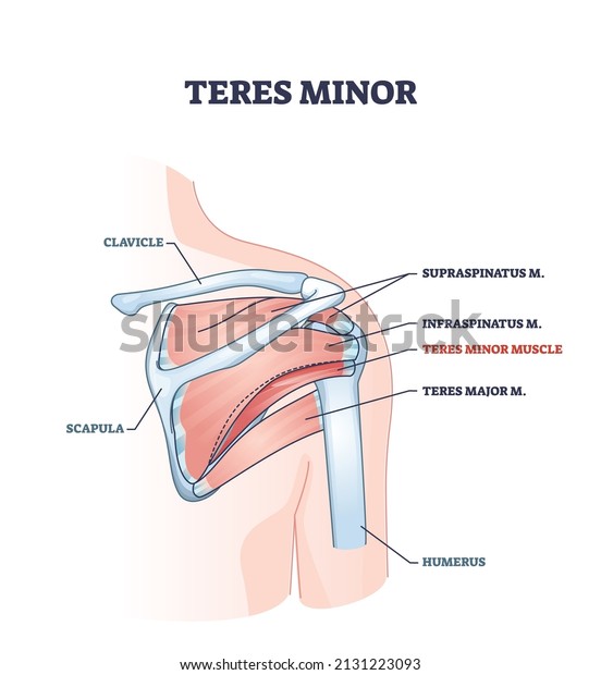 Teres minor muscle and anatomical human shoulder\
bones part outline diagram. Labeled educational skeletal scheme\
with supraspinatus and infraspinatus vector illustration. Medical\
inner muscular view.