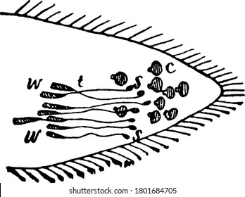 Terminal joints of antenna(main sense organs of most insects called feelers also on their head) of an ant., vintage line drawing or engraving illustration.