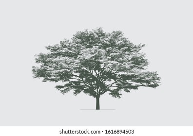 Terminalia ivorensis tree in silhouette. The high contrast style, vector file. (Trees and background colour could be changed in vector application)