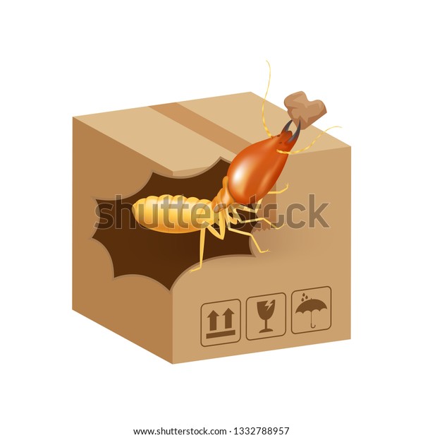 termite bites eat paper\
boxes brown isolated on white background, termites on cardboard\
boxes damaged, termites walking on corrugated case, termite on\
crate damaged box
