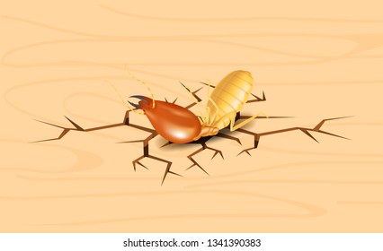 termite, dead termites on crack wood background, dead termite on wood texture with destruction and damage concept, termites over cracks in wooden wall surface, termite on the cracked wood  hole