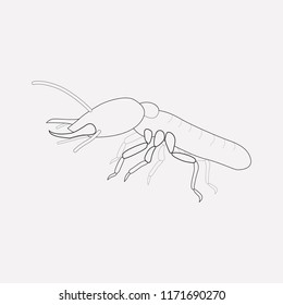 Termite icon line element. Vector illustration of termite icon line isolated on clean background for your web mobile app logo design.