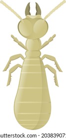 Termite isolated on a white background (cutout)