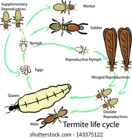 termite life cycle