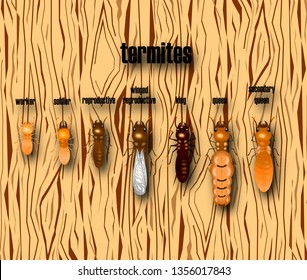 termite life cycle with wood background,cartoon style,vector.