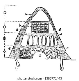 Termite Nest can be considered as being composed of two parts, vintage line drawing or engraving illustration.
