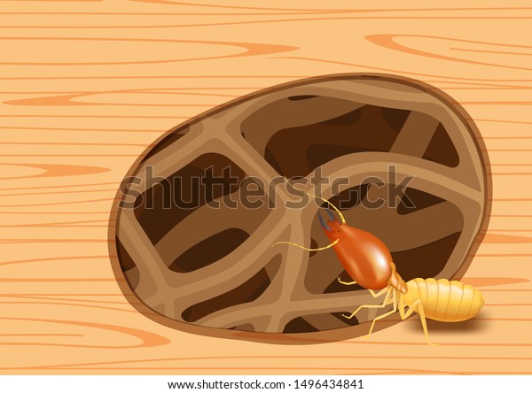 termite\
nest at wooden wall, burrow nest termite and wood decay, texture\
wood with nest termite or white ant, background damaged wooden\
brown eaten by termite or white ants\
illustration