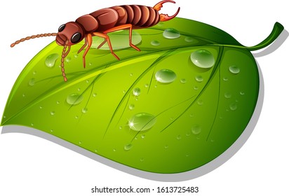 Termite on green leaf on white background illustration