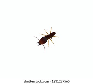 termite soldier on white background.