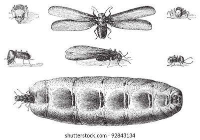 Termite / vintage illustration from Meyers Konversations-Lexikon 1897