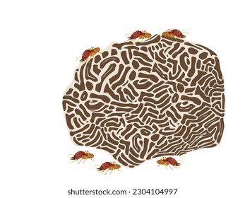 Termites on a white background.