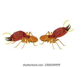 Termites on a white background.