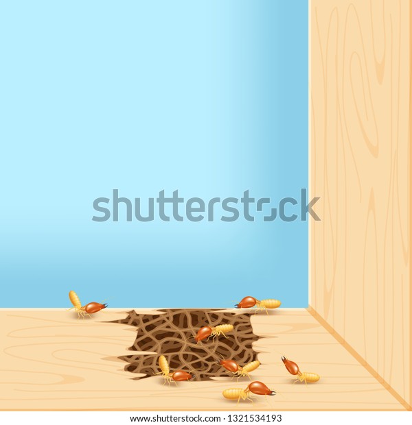 termites at window, termite nest at wooden wall, nest
termite at wood decay the door sill architrave, nest termite
background and copy space, damaged wooden window door by eaten
termite or white ant