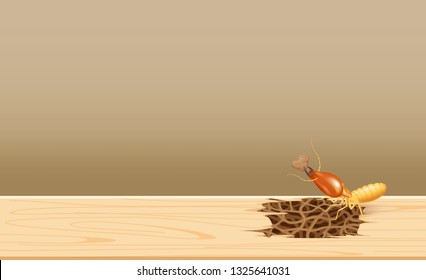 termites at wood, termite nest at wooden wall, nest termite at wood decay the door sill architrave, nest termite background and copy space, damaged wooden window door by eaten termite or white ant