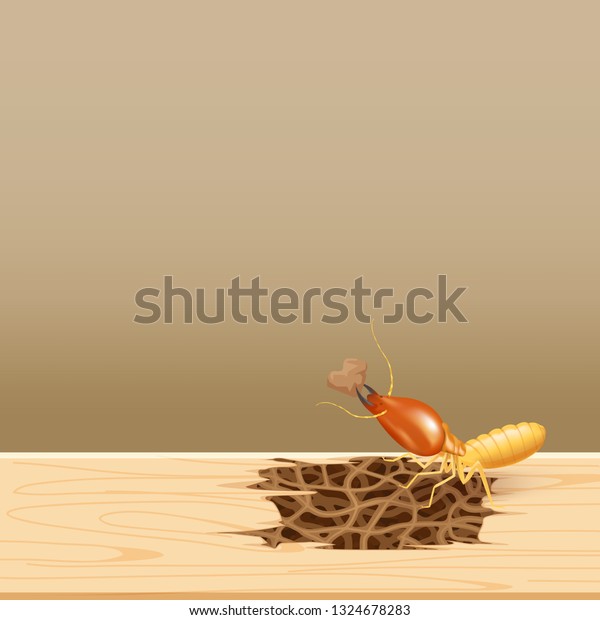termites at wood, termite nest at wooden wall, nest\
termite at wood decay the door sill architrave, nest termite\
background and copy space, damaged wooden window door by eaten\
termite or white ant