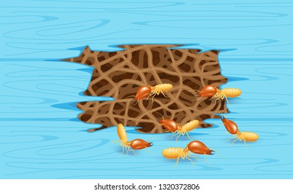 termites and wooden blue wall, termite nest at wood, burrow nest termite and wood decay, texture wood with nest termite or white ant, background damaged white wooden eaten by termite or white ants