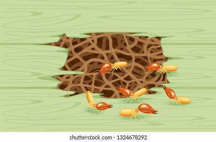 termites and wooden green wall, termite nest at wood, burrow nest termite and wood decay, texture wood with nest termite or white ant, background damaged white wooden eaten by termite or white ants