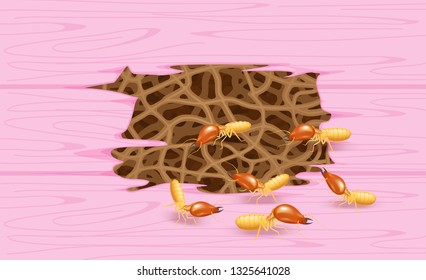 termites and wooden pink wall, termite nest at wood, burrow nest termite and wood decay, texture wood with nest termite or white ant, background damaged white wooden eaten by termite or white ants