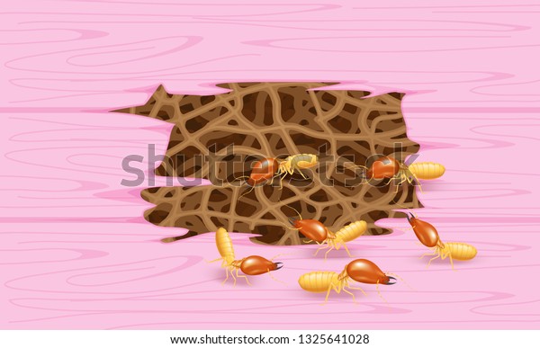 termites and wooden pink wall, termite nest at wood,\
burrow nest termite and wood decay, texture wood with nest termite\
or white ant, background damaged white wooden eaten by termite or\
white ants