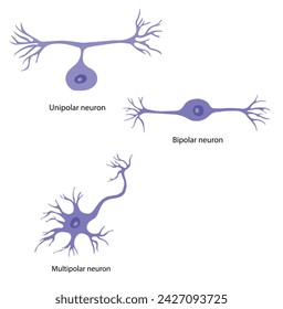 In terms of shape classification, unipolar neurons feature a single process encompassing include both the axon and dendrite.