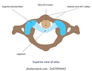 In terms of shape classification, unipolar neurons feature a single process encompassing both the axon and dendrite. 