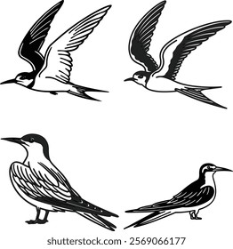 Tern bird bundle line art and illustrator eps