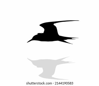 Tern bird flying over water, silhouette
