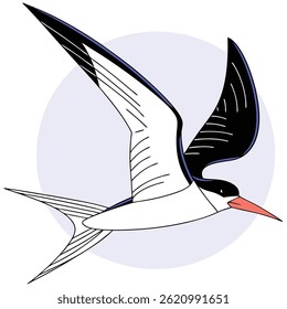 Tern Bird Illustration Elegant Coastal and Seabird Artwork