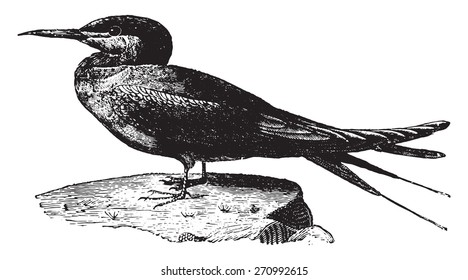 Tern or Sea Swallow, vintage engraved illustration. Natural History of Animals, 1880.
