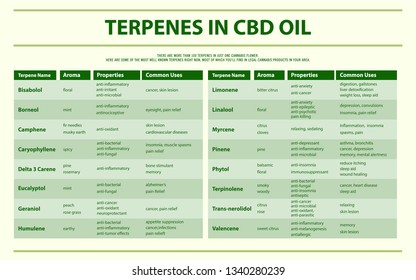 Terpenes in CBD Oil horizontal infographic illustration about cannabis as herbal alternative medicine and chemical therapy, healthcare and medical science vector.