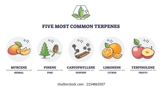 Terpenes types for essential oils and aromatic nature flavors outline diagram. Labeled educational scheme with myrcene, pinene, caryophyllene, limonene and terpinolene examples vector illustration.