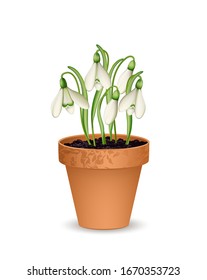 Terra cotta flowerpot with snowdrop,
Vector illustration isolated on white background