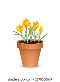 Terra cotta flowerpot with yellow crocuses,
Vector illustration isolated on white background