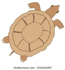 Terrapin type overhand on white background is insulated